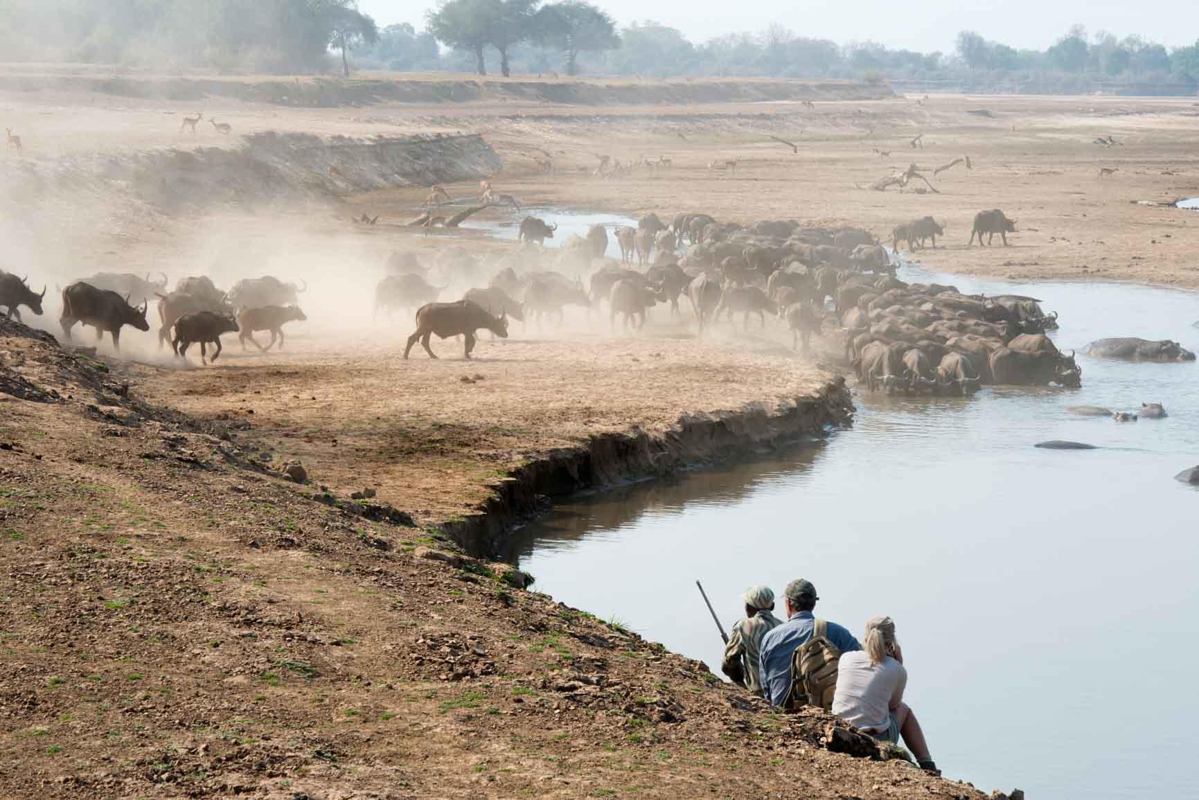 South Luangwa - Kaingo